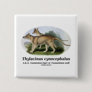 Badge Carré 5 Cm Cynocephalus de Thylacinus (tigre ou loup