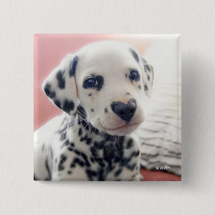 Badge Carré 5 Cm Dalmatien Nez de Coeur