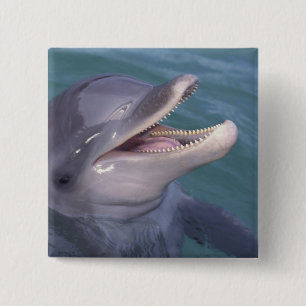 Badge Carré 5 Cm Dauphin des Caraïbes, Dauphin de Bottlenose
