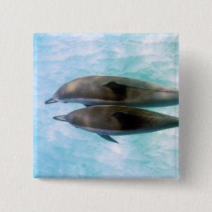 Badge Carré 5 Cm Dauphins de fileur Oahu Hawaï