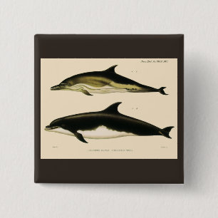 Badge Carré 5 Cm Dauphins vintages, animaux marins et mammifères