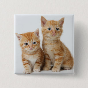 Badge Carré 5 Cm Deux chatons adorables
