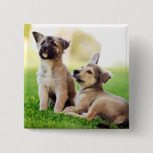 Badge Carré 5 Cm Deux chiots bergers allemands