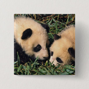 Badge Carré 5 Cm Deux oursons panda dans le buisson de bambou, Wolo