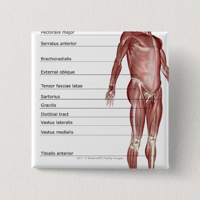 Badge Carré 5 Cm Diagramme du système musculaire (Devant)