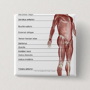 Badge Carré 5 Cm Diagramme du système musculaire