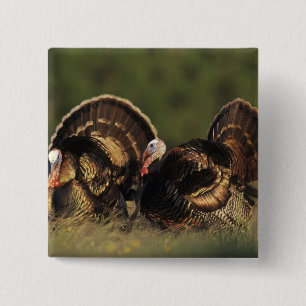 Badge Carré 5 Cm Dindon sauvage, Meleagris gallopavo,mâles