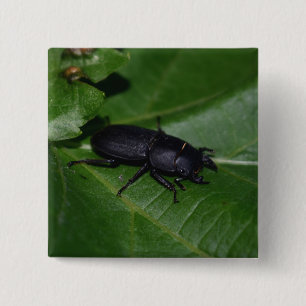 Badge Carré 5 Cm Dorcus parallelipipedus, le moindre dendroctone du
