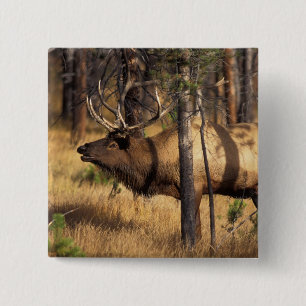 Badge Carré 5 Cm élan, Cervus elaphus, taureau claironne dans un br