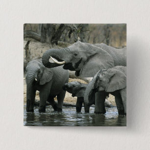 Badge Carré 5 Cm Éléphant d'Afrique, (Loxodonta africana), buvant