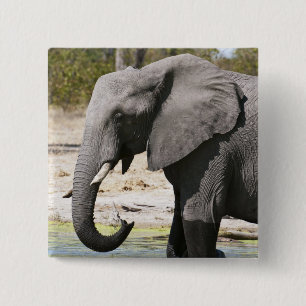 Badge Carré 5 Cm Éléphant (Loxodonta africana), chenal Savute