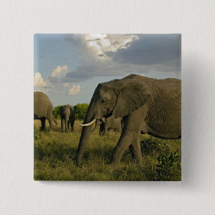 Badge Carré 5 Cm Éléphants d'Afrique paissant, Loxodonta africana,