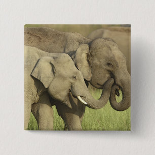 Badge Carré 5 Cm Éléphants d'Asie indiens
