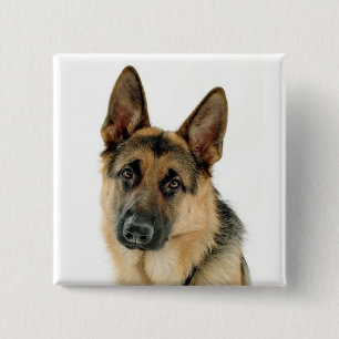 Badge Carré 5 Cm Épingle à boutons de berger allemand