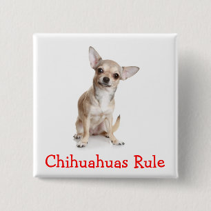 Badge Carré 5 Cm Épinglette à bouton Chihuahuas règnent