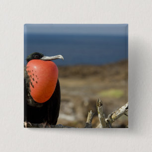 Badge Carré 5 Cm Équateur, Galapagos, Île Genovesa. Prince