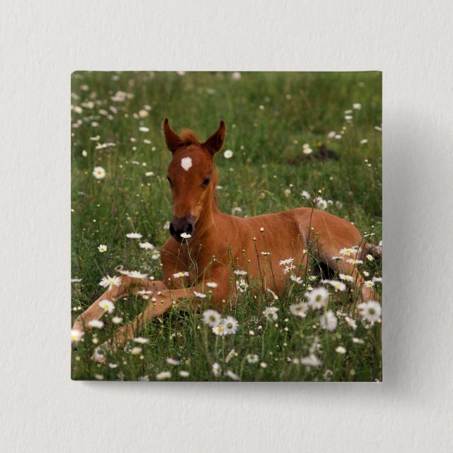 Badge Carré 5 Cm États-Unis, Oregon, Poney arabe. (Devant)