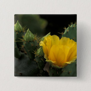 Badge Carré 5 Cm États-Unis, Texas, Prickly Pear Cactus en fleurs.