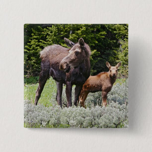Badge Carré 5 Cm États-Unis, Wyoming, Montagnes Bighorn, élan Alces