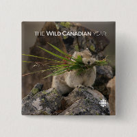 Été - American Pica