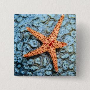Badge Carré 5 Cm Étoiles de mer sur un corail avec Polips