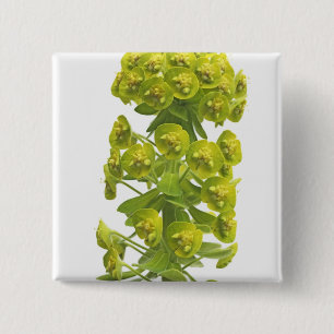 Badge Carré 5 Cm Euphorbe
