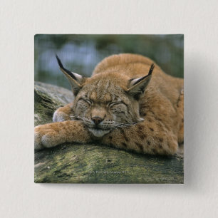 Badge Carré 5 Cm Europ �_ischer Luchs, Eurasischer Luchs (Lynx)
