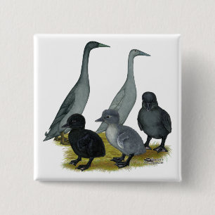 Badge Carré 5 Cm Famille de canards coureurs bleus