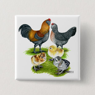 Badge Carré 5 Cm Famille de poules Ameraucana