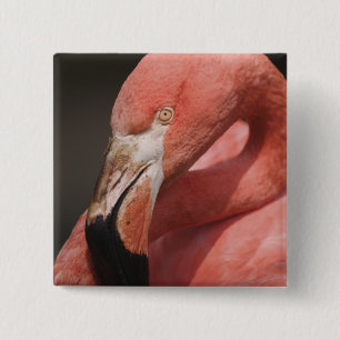 Badge Carré 5 Cm Flamant du Chili, Phoenicopterus chilensis