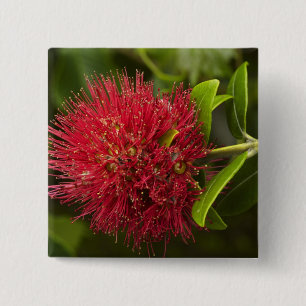 Badge Carré 5 Cm Fleur de Pohutukawa, Dunedin