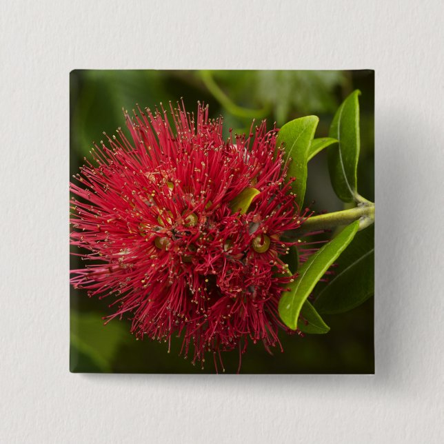 Badge Carré 5 Cm Fleur Pohutukawa, Dunedin (Devant)