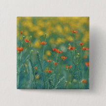 Fleurs d'été (champ floral) (Fleurs rouges)