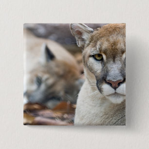 Badge Carré 5 Cm Floride Panther