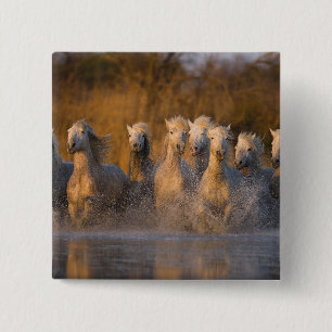 Badge Carré 5 Cm France, Provence. Chevaux blancs de Camargue