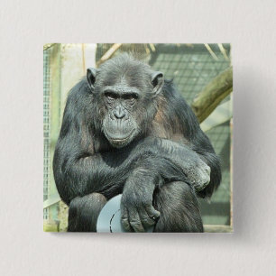 BADGE CARRÉ 5 CM FUNNY CHIMPANZEE