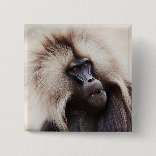 Badge Carré 5 Cm Gelada Baboon, Éthiopie