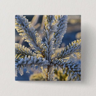 Badge Carré 5 Cm Gelée sur arbre à feuilles persistantes, Homer, Al