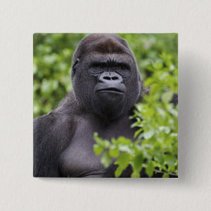 Badge Carré 5 Cm Gorille des terres basses de Silverback, Gorilla g