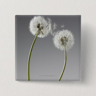 Badge Carré 5 Cm Graines connectant deux pandelions