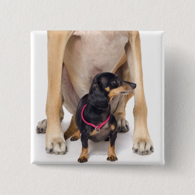 Badge Carré 5 Cm Grand portrait Dane et Dachshund (Devant)