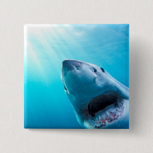Badge Carré 5 Cm Grand requin blanc Afrique du Sud
