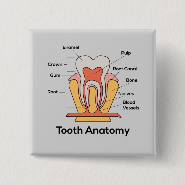 Badge Carré 5 Cm Graphique d'anatomie des dents (Devant)
