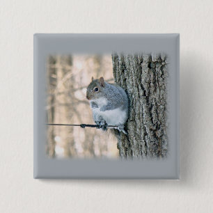 Badge Carré 5 Cm Gray Squirrel - Sciurus carolinensis