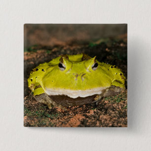 Badge Carré 5 Cm Grenouille cornu du Brésil, Ceratophrys cornuta, 2