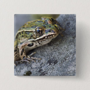 Badge Carré 5 Cm Grenouille léopard du nord, Île transparente,