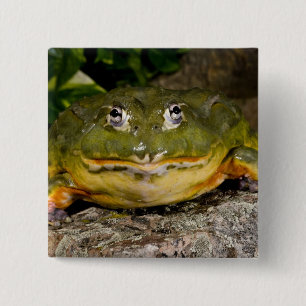 Badge Carré 5 Cm Grenouille-taureau, Pyxicephalus