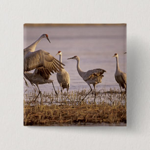Badge Carré 5 Cm Grues du Canada Grus canadensis) Platte