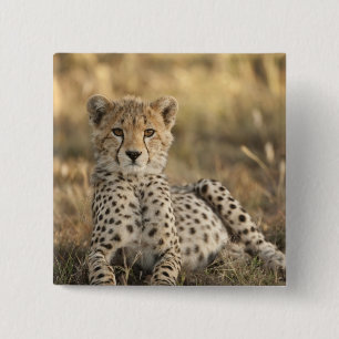 Badge Carré 5 Cm Guépard, Acinonyx jubatus