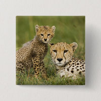 Guépard, Acinonyx jubatus, avec un petit